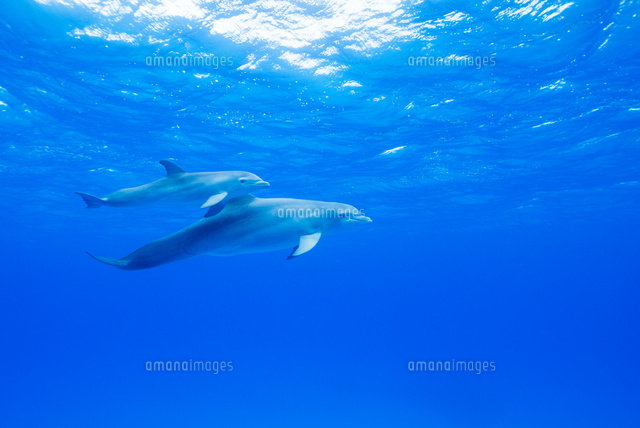 青い海とイルカの親子 の写真素材 イラスト素材 アマナイメージズ