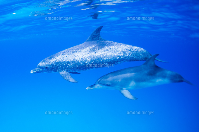 青い海の中を泳ぐ2頭のイルカ　アクリル画　原画　フルイドアート 青い海の中を泳ぐ2頭のイルカ アクリル画 原画 フルイドアート 青い