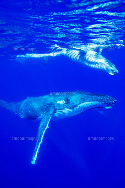 青い海を泳ぐ2頭のイルカ[10241001887]の写真・イラスト素材｜アマナ