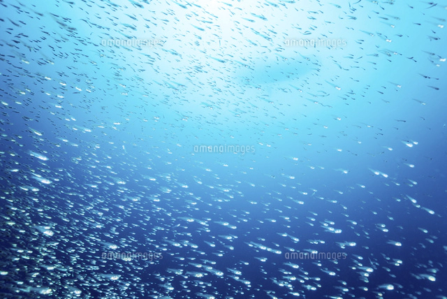 青い海と魚の群れ[10241002028]の写真・イラスト素材｜アマナイメージズ
