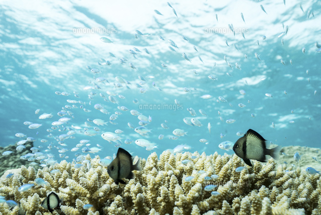 サンゴと魚と青い海 の写真素材 イラスト素材 アマナイメージズ