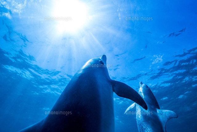 2頭のタイセイヨウマダライルカ[10241002257]の写真・イラスト