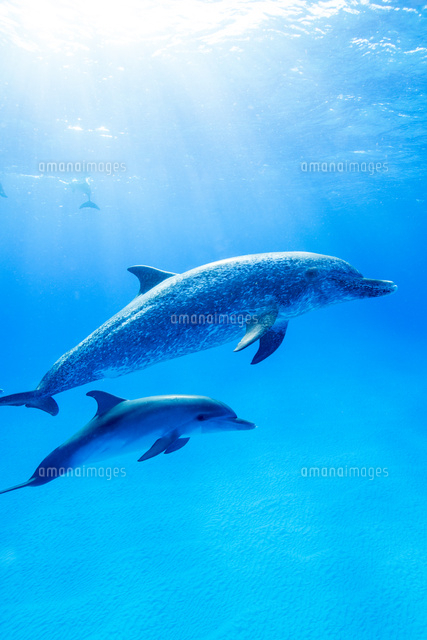 タイセイヨウマダライルカの親子[10241002197]の写真・イラスト素材