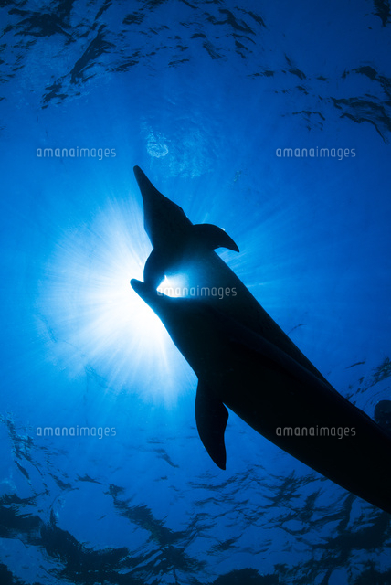 青い海とタイセイヨウマダライルカのシルエット の写真素材 イラスト素材 アマナイメージズ