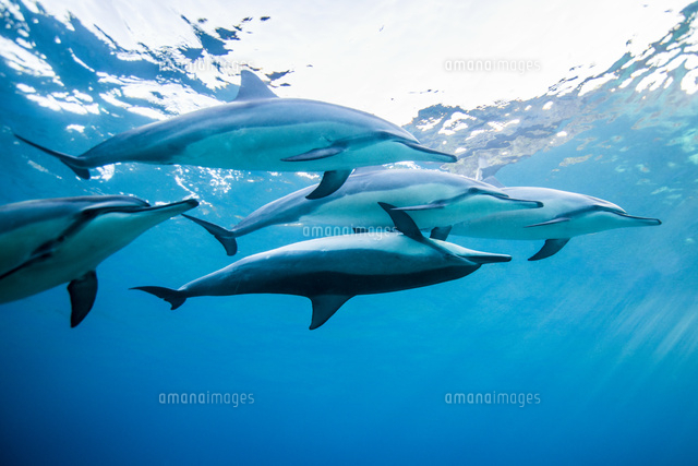 イルカ 海がめ ハワイの写真素材 ストックフォト アマナイメージズ イルカ 海がめ ハワイの写真素材 ストックフォト アマナイメージズ