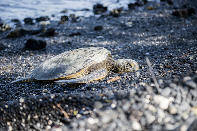 ハワイ島のプナルウ黒砂海岸の亀 の写真素材 イラスト素材 アマナイメージズ