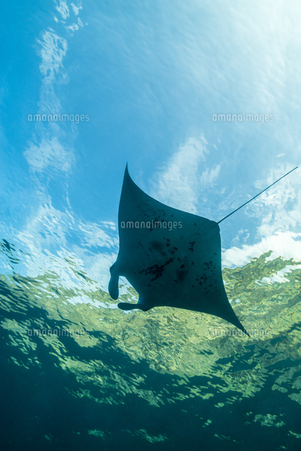 ハワイ島のマンタ の写真素材 イラスト素材 アマナイメージズ