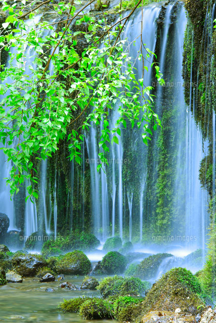 滝状の苔清水と新緑[10247000617]の写真・イラスト素材｜アマナイメージズ