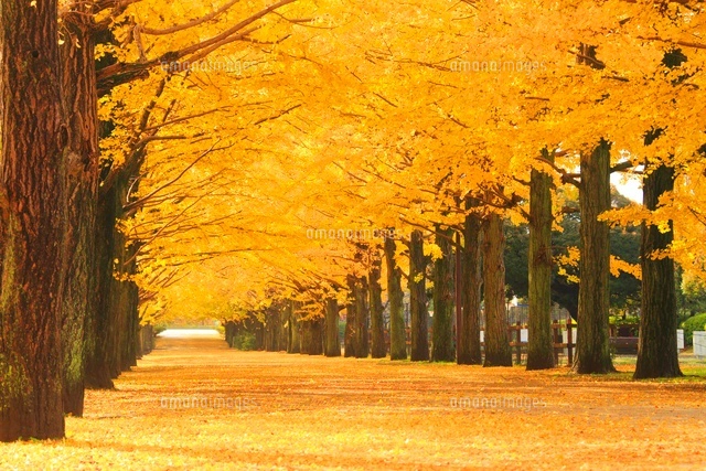 『秋の銀杏並木』 明治神宮外苑の銀杏並木の紅葉[10487004837]の写真・イラスト