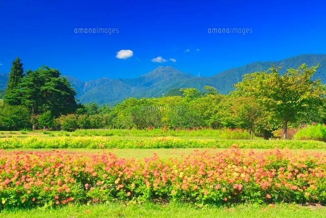 コスモス畑と常念岳 の写真素材 イラスト素材 アマナイメージズ