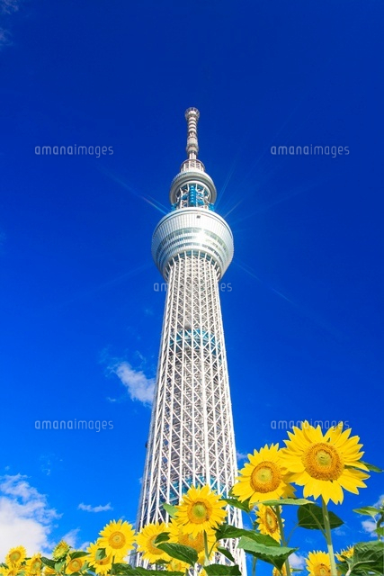ヒマワリ畑と東京スカイツリー 合成写真 の写真素材 イラスト素材 アマナイメージズ