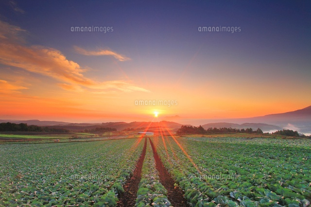 キャベツ畑の丘と朝日 の写真素材 イラスト素材 アマナイメージズ