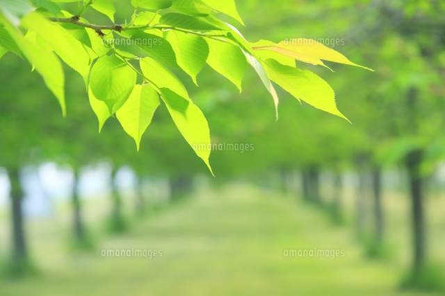朝の新緑の並木と若葉 の写真素材 イラスト素材 アマナイメージズ