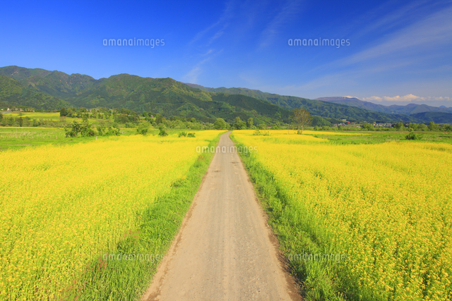 菜の花畑と道路と高標山などの山並み の写真素材 イラスト素材 アマナイメージズ