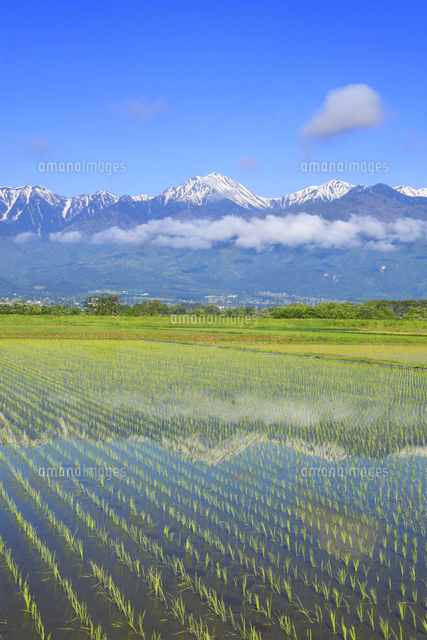 水鏡の田園と常念岳など北アルプスの山並み[10247005411]の写真