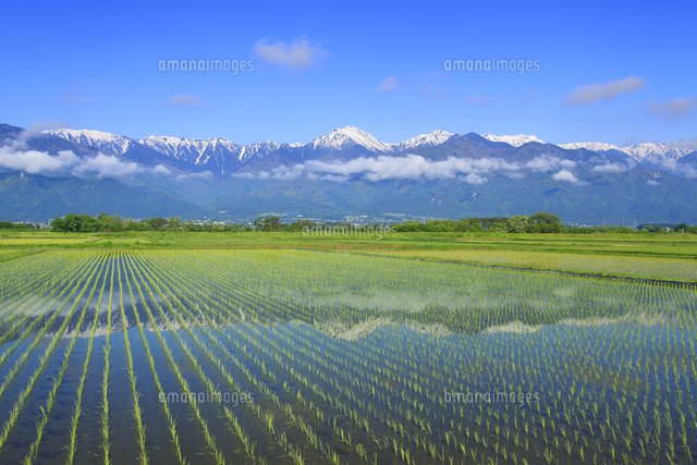 水鏡の田園と常念岳など北アルプスの山並み[10247005411]の写真