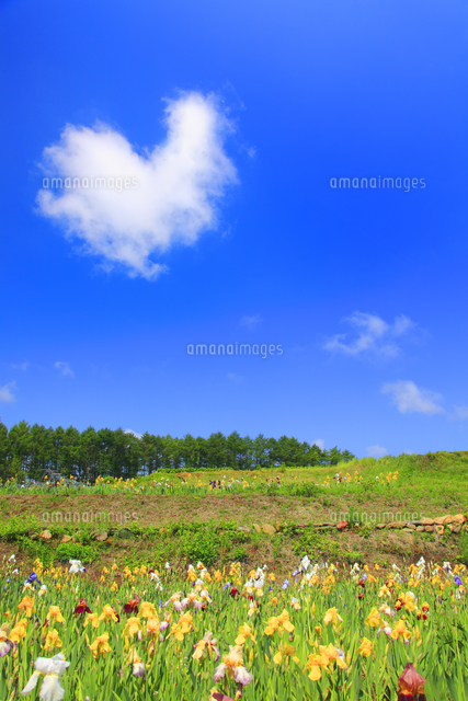 アイリスの花畑とハートの雲 の写真素材 イラスト素材 アマナイメージズ