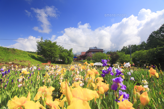 アイリスの花畑と小諸学舎 の写真素材 イラスト素材 アマナイメージズ