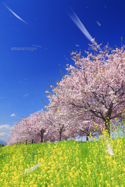 桜吹雪と八重桜の桜並木と菜の花[10247005678]の写真・イラスト素材