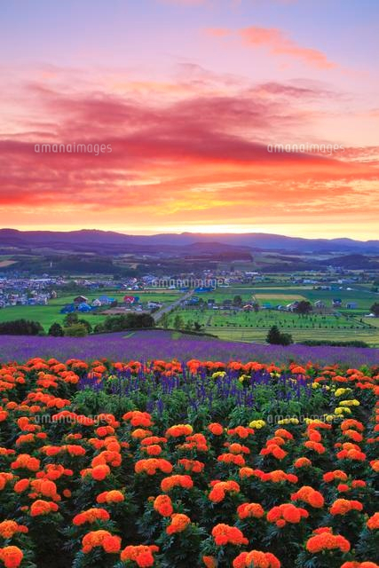 マリーゴールドとラベンダーの花畑と上富良野町俯瞰と夕焼け