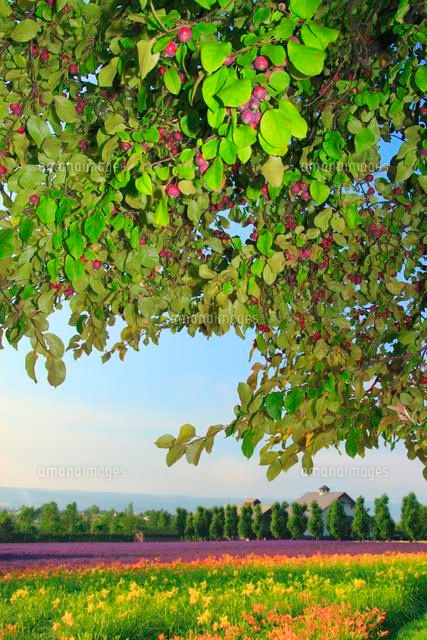 ヒメリンゴの実とユリとラベンダーなどの花畑とポプラ並木 の写真素材 イラスト素材 アマナイメージズ