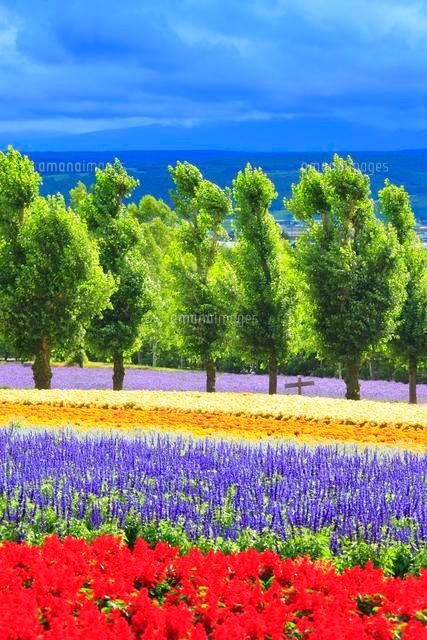 朝のブルーサルビアとサルビアなどの花畑とポプラ並木 の写真素材 イラスト素材 アマナイメージズ