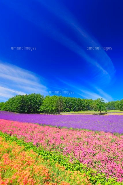 ラベンダーと小町草とカリフォルニアポピーなどの花畑 の写真素材 イラスト素材 アマナイメージズ