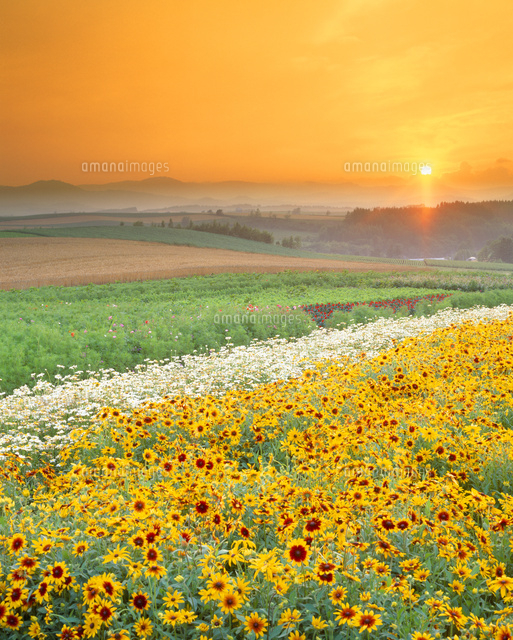 風景画 夕日と花畑 夕焼けとカラフルな花畑イラスト - No: 23946683