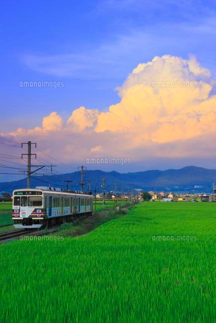 別所線の電車と夕日に染まる入道雲と夏の田園 の写真素材 イラスト素材 アマナイメージズ