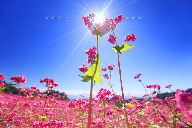 絵画　赤蕎麦の花 絵画 赤蕎麦の花 - メルカリ
