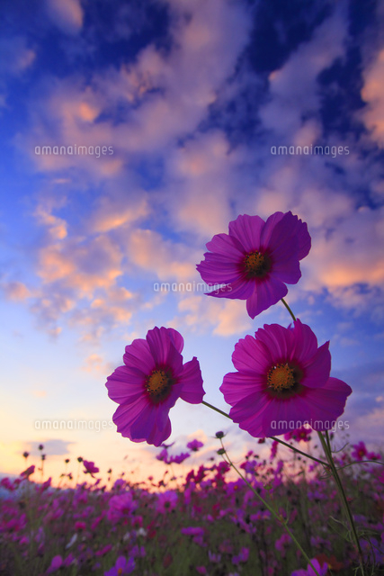 コスモスのアップと夕焼け の写真素材 イラスト素材 アマナイメージズ