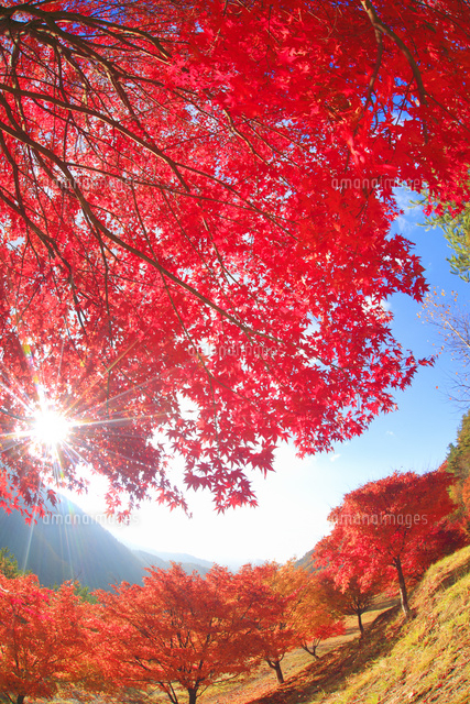 紅葉のモミジの林と木もれ日の光芒と萱野高原方向の山並み[10247008521