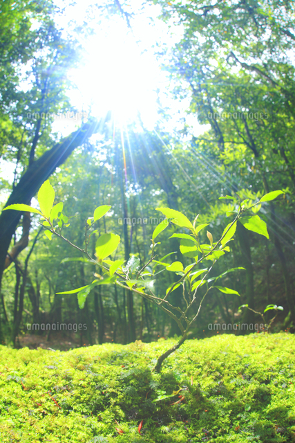 倒木の苔に生えた芽と木もれ日 の写真素材 イラスト素材 アマナイメージズ