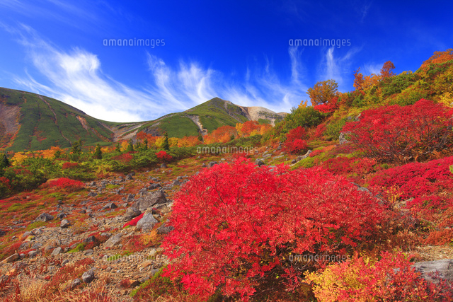 ナナカマドとダケカンバの紅葉と乗鞍岳と秋空[10247009996]の写真
