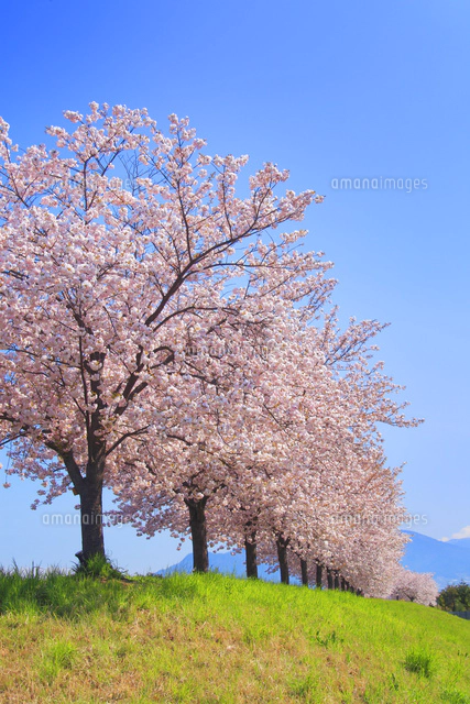 八重桜の桜並木[10247010761]の写真・イラスト素材｜アマナイメージズ