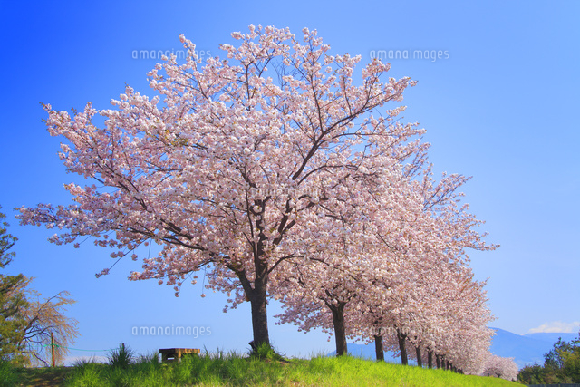 八重桜の桜並木[10247010761]の写真・イラスト素材｜アマナイメージズ