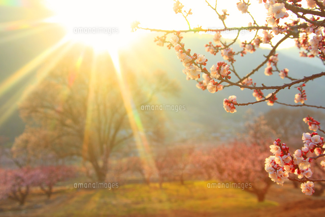 あんずの花と夕日の木もれ日の光芒 の写真素材 イラスト素材 アマナイメージズ