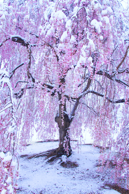 雪中桜[10247011055]の写真・イラスト素材｜アマナイメージズ