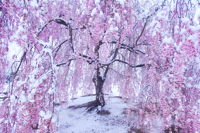 雪中桜[10247011056]の写真・イラスト素材｜アマナイメージズ