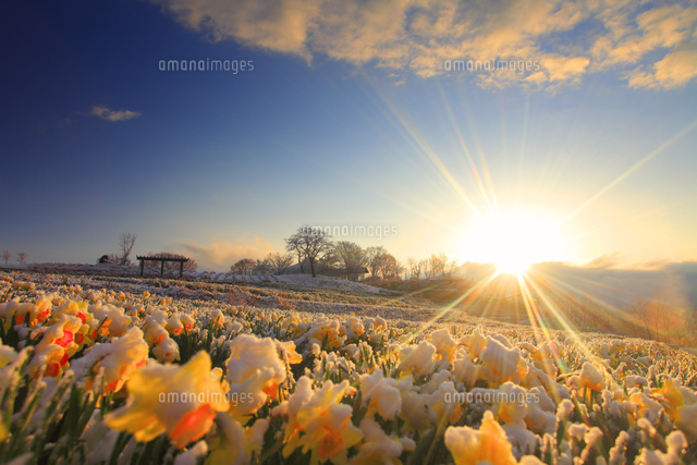 雪の積もったスイセンの花畑と朝日の光芒 の写真素材 イラスト素材 アマナイメージズ