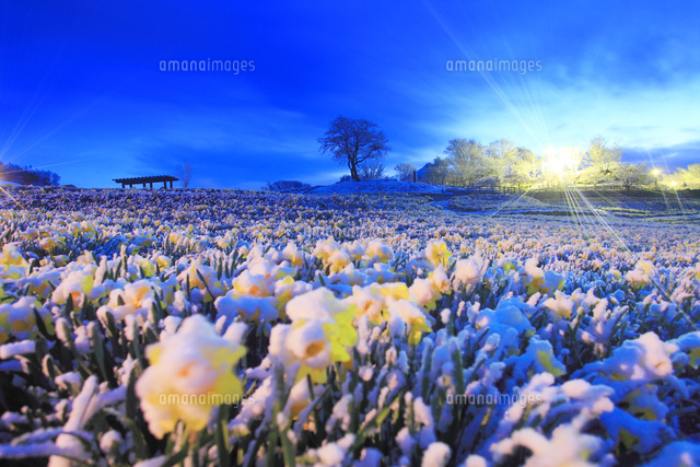 雪の積もったスイセンの花畑のライトアップと木立[10247011180]の写真