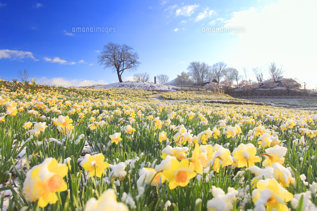 雪の積もったスイセンの花畑と木立[10247011188]の写真・イラスト素材