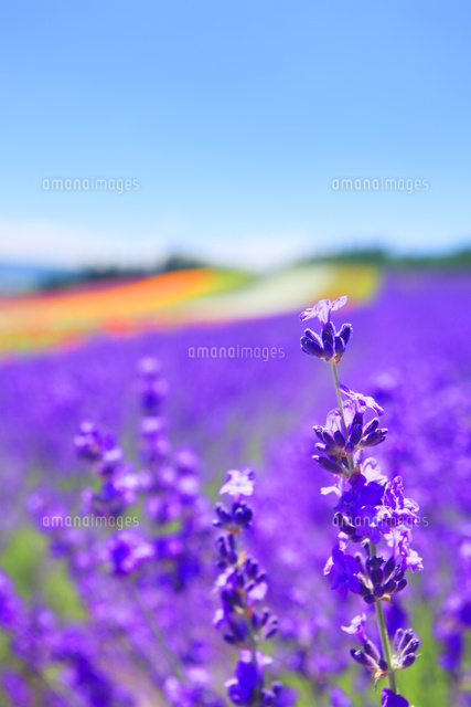 ラベンダーのアップとラベンダーなどの花畑 の写真素材 イラスト素材 アマナイメージズ