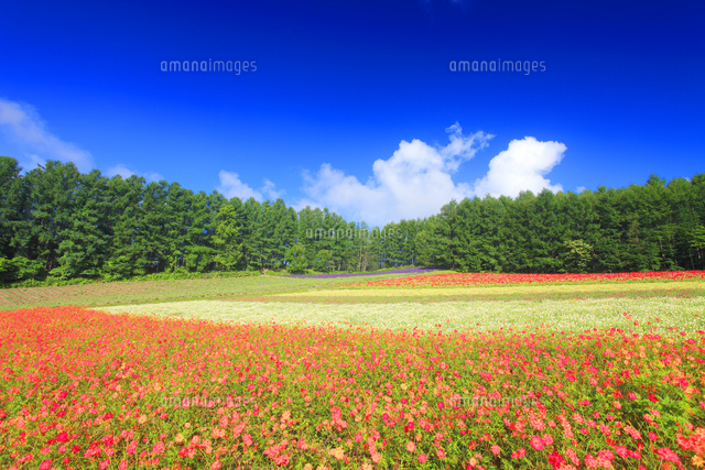 カリフォルニアポピーなどの花畑 の写真素材 イラスト素材 アマナイメージズ