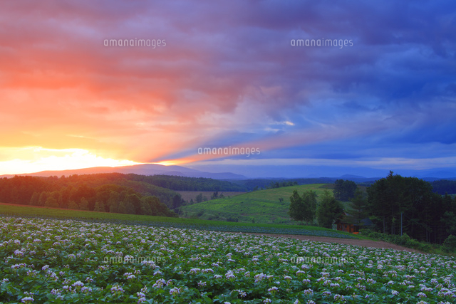 花咲くジャガイモ畑と朝焼けの光芒 の写真素材 イラスト素材 アマナイメージズ