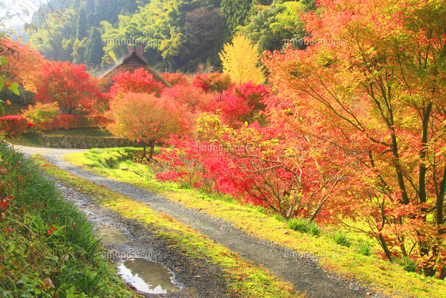 紅葉に彩ろられた田舎家 紅葉に彩ろられた田舎家 【公式通販】