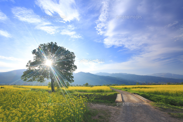菜の花畑と木立と道と朝日の木もれ日 の写真素材 イラスト素材 アマナイメージズ