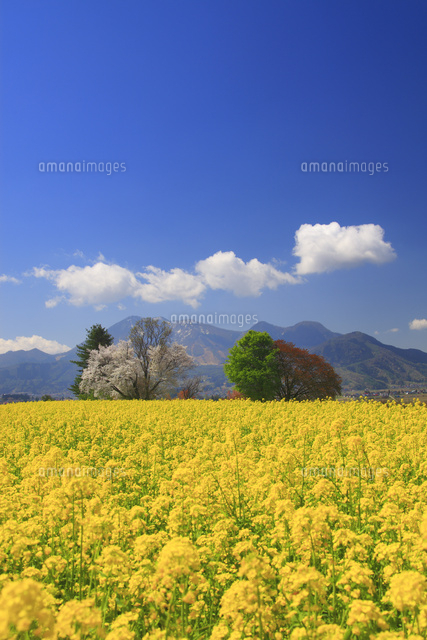 菜の花公園の菜の花畑と桜と高社山[10247013347]の写真