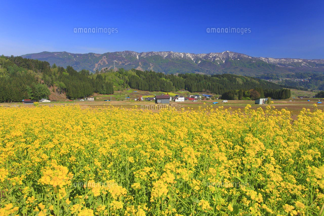 菜の花畑と高社山と夕方の虹[10247013224]の写真・イラスト素材