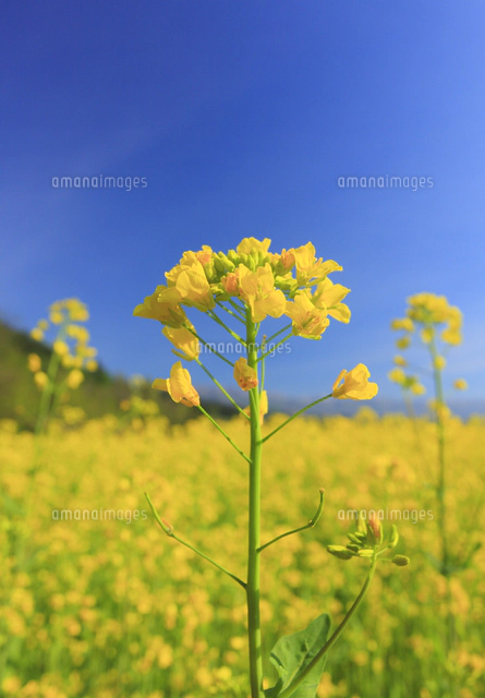 野沢菜の写真素材 ストックフォト アマナイメージズ